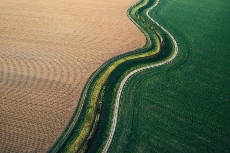 A paved road through a field. The left side is tan rows of wheat adn the right side of the road is
